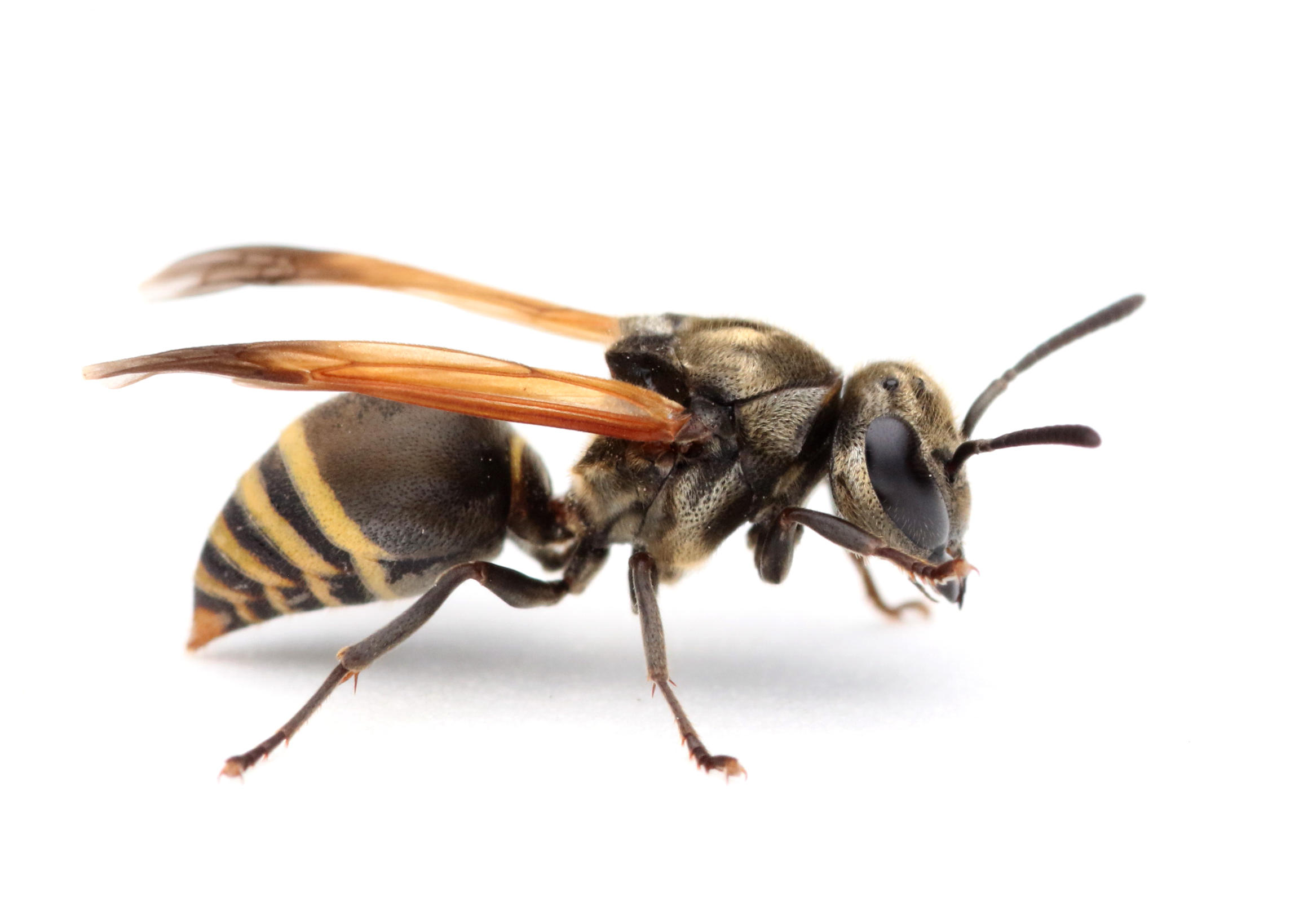 Brachygastra lecheguana  Photo: Patricio Picón Rentería, CDF.